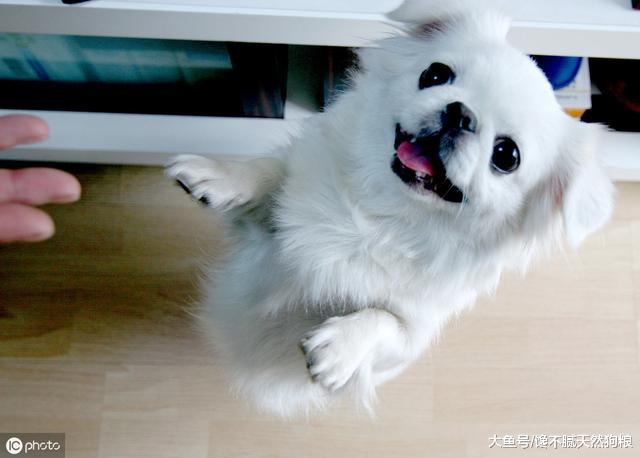 曾喜欢京巴的人很多，如今为何养的人越来越少呢？原因有4个