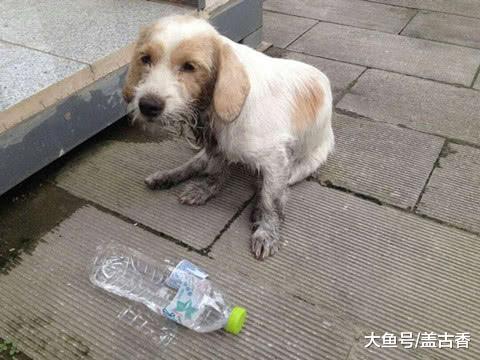 小伙带流浪狗回家，狗狗的行为令小伙哭笑不得，这是捡的小保姆？