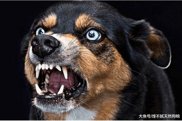 被狗狗咬一下就会得狂犬病？真相并不是这样的