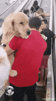 金毛遇電梯不敢走，結果撒嬌要主人抱，誰還不是小公主呢