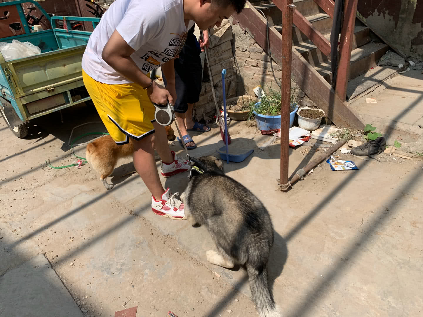 二哈拔光小葱苗，被主人抓现行却死不承认，网友：再来点姜蒜齐活