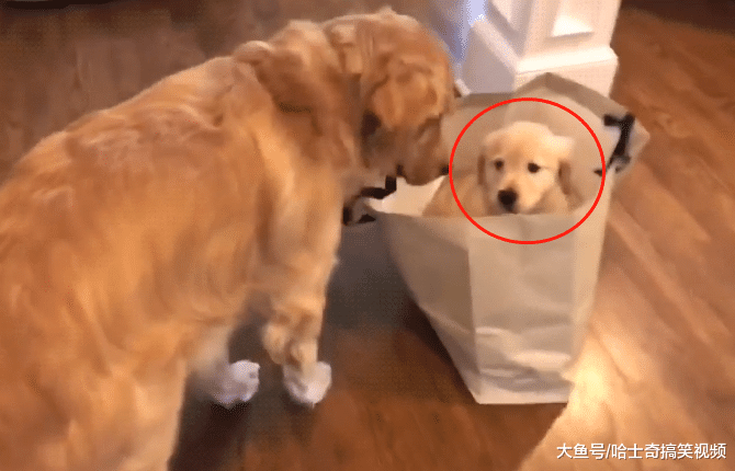 金毛等主人下班，以为有吃的结果失望了，今天就买了这个？