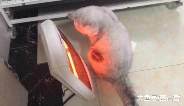 主人正看电视，突然闻到股烧焦味，看到猫咪的举动后哭笑不得！