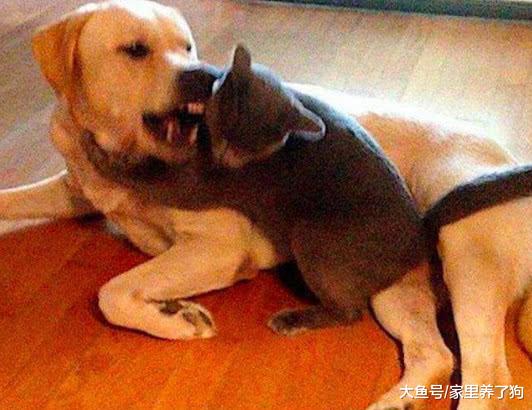 宠物狗玩套路是什么样子的？