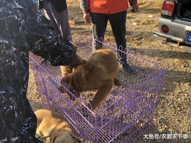 金毛900元一只, 买主当即翻脸称“这毛是黑的, 最多600! ”