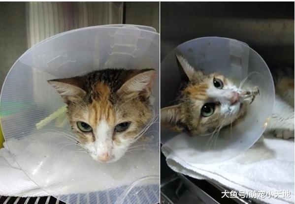 因晚上会叫三花猫就被主人退养，厌食剩1.6公斤想饿死自己