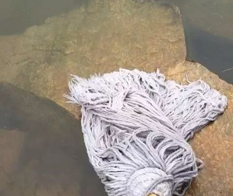 终于知道拖地时的腥味怎么回事了！还怕治不了它？