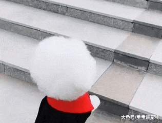 学会双腿走路后，泰迪一口气跑了五十个台阶：我要挑战吉尼斯！