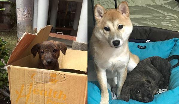 主人看电视偶然回头，自家狗狗狂摇尾求玩耍，炽热眼神快把人盯穿