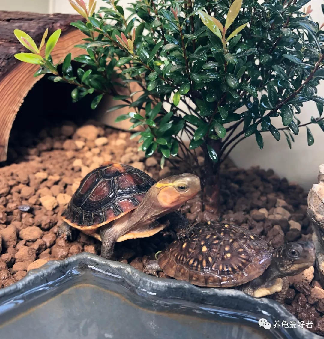 养龟爱龟，需要给自己一个理由吗？