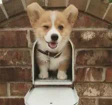 男生的撩妹神器：女生最喜欢的五种狗狗