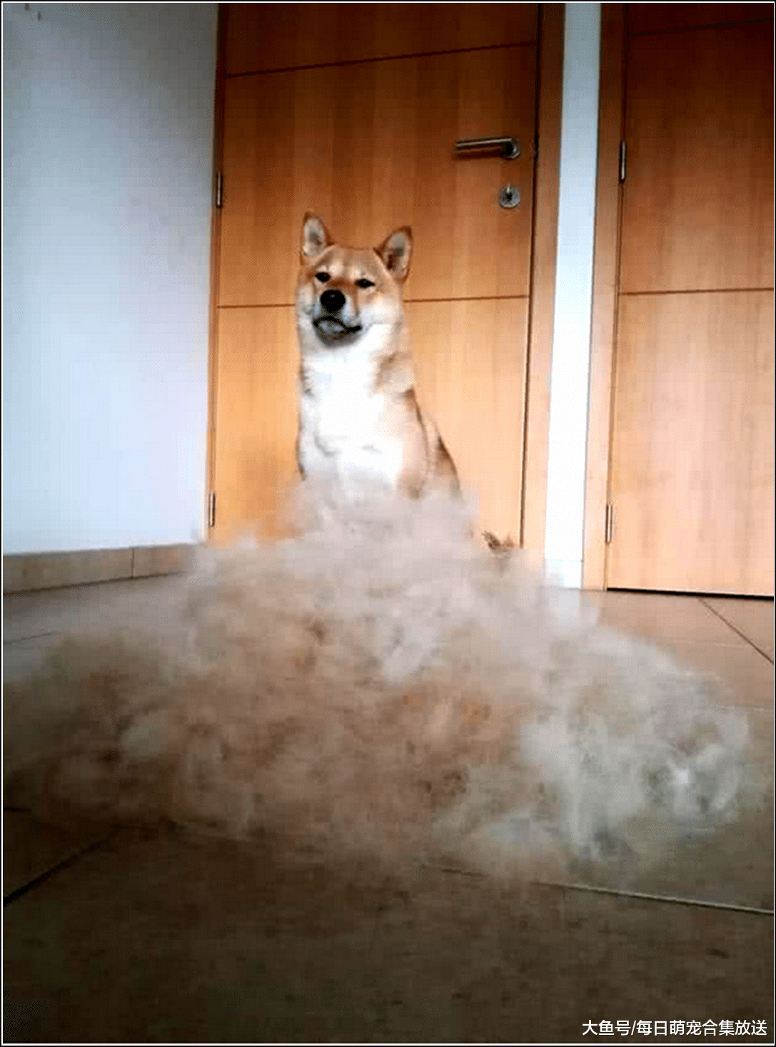 女主把假发丢地上，转身就去上厕所，回来看见柴犬顿时傻眼了