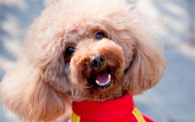 为什么现在人们都不想养泰迪了？这5点，网友表示都怕了！