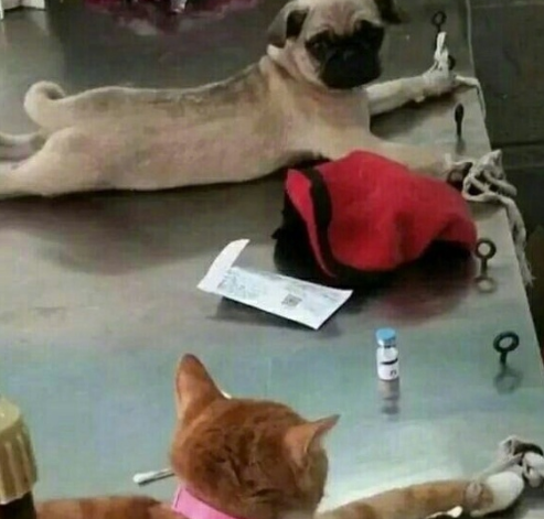 橘猫绝育遇到巴哥, 橘猫: 同是天涯无蛋人, 巴哥: 相逢何必曾相识