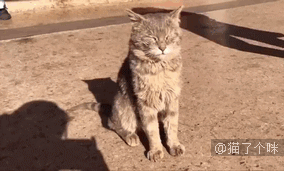 喵：爱而不得的滋味，我也算尝过了