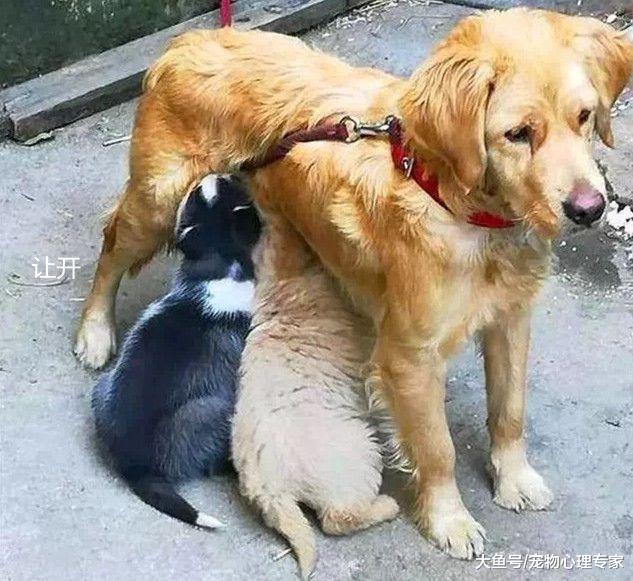 發現金毛媽媽瘦了一圈，主人暗中觀察，直到發現了隔壁的二哈