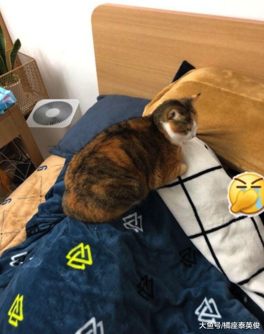 猫咪日常检查铲屎官呼吸操作: 蹲你胸口, 然后在肚子上蹦两下!