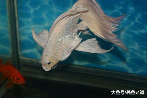 鱼缸水质最难调理的就是养鱼初期，试试这个方法一定有效！