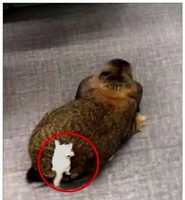 兔子身上驮着一坨白色不明生物，感觉有点不对劲，走近一看萌翻了