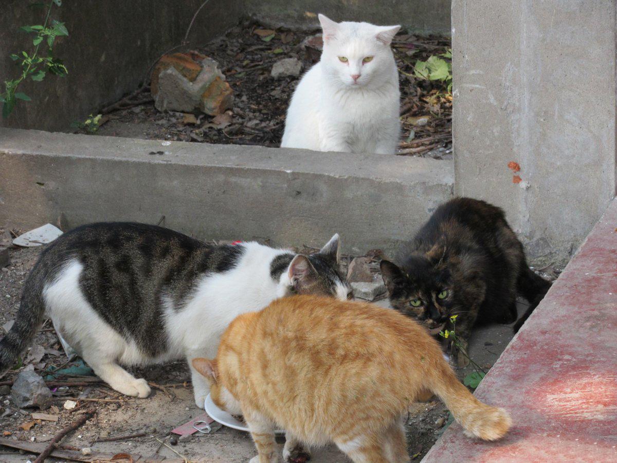 喂流浪猫廉价猫粮, 有错吗?