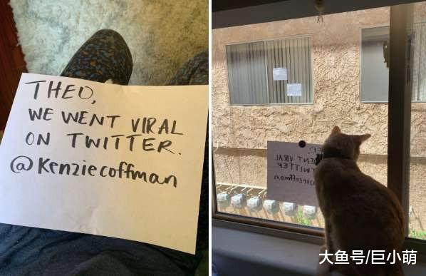 猫咪版罗密欧与朱丽叶，两猫隔窗相望，主人留纸条帮猫咪安排约会