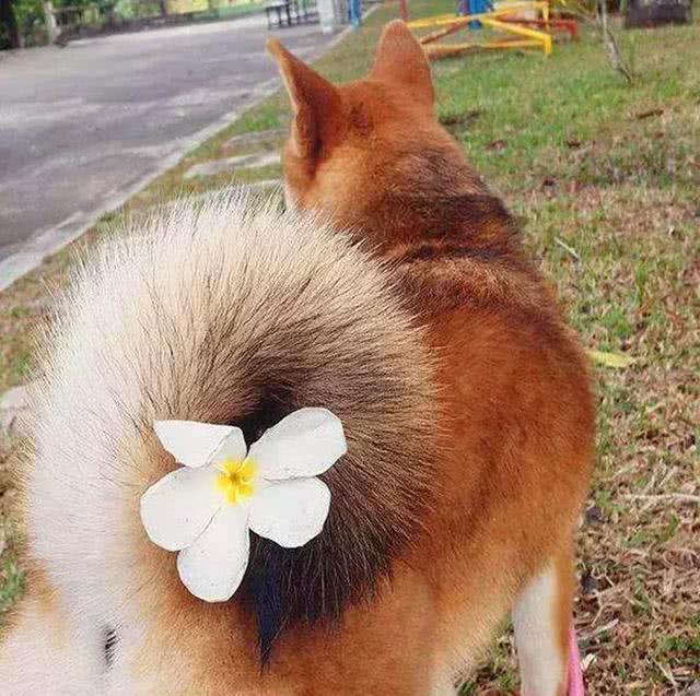 小知识: 汪星人时不时啃自己尾巴? 是因为蠢? 还是因为其他原因?