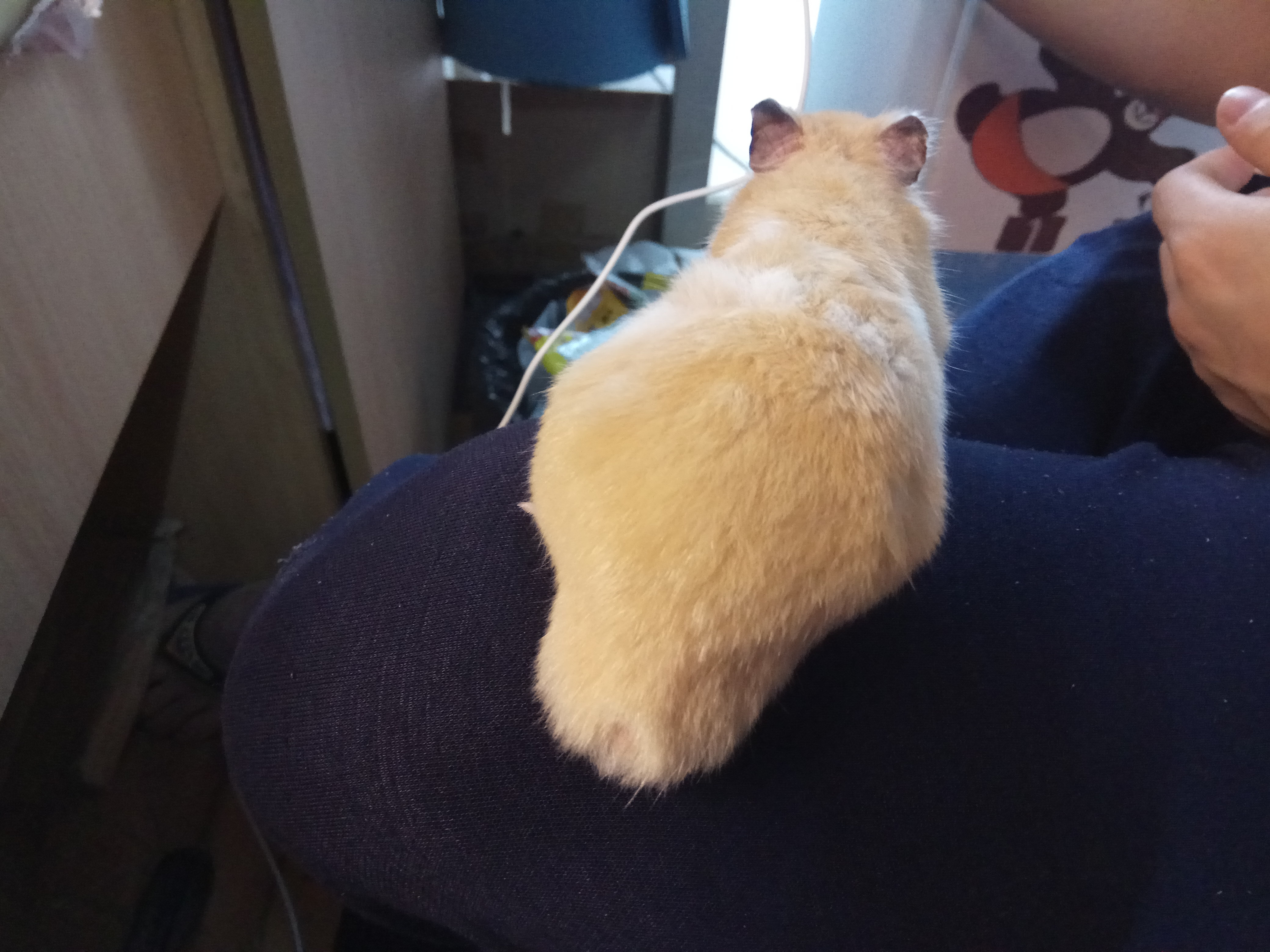 金丝熊特工上线，在主人身上到处摸索，充满了好奇心！