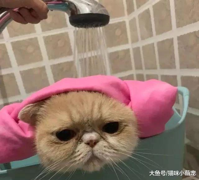给猫咪洗澡不简单，需要注意的事项有很多！