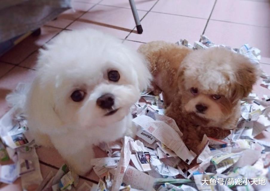 发票没中就算了，毛孩躺废纸堆表情气嘟嘟让他无奈：我也不愿意啊