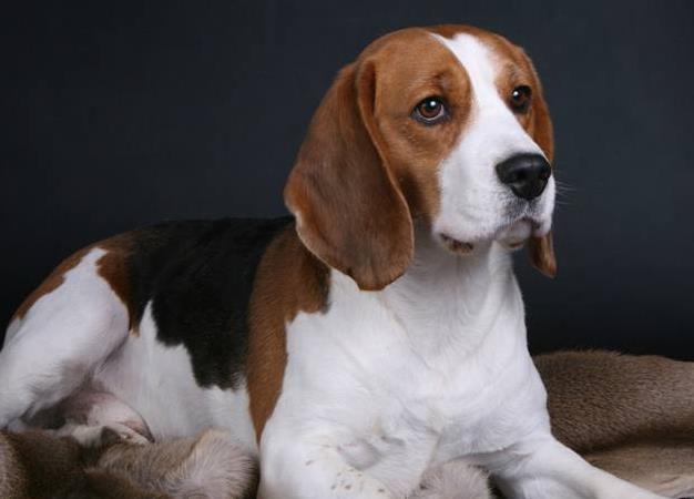 解读“猎兔犬”，正如其名的狗狗，它是专门用来捕捉兔子的猎犬