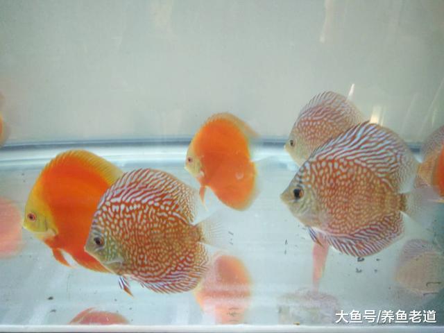 燕鱼、七彩等很多观赏鱼, 投喂冰冻鱼食会得肠炎吗?