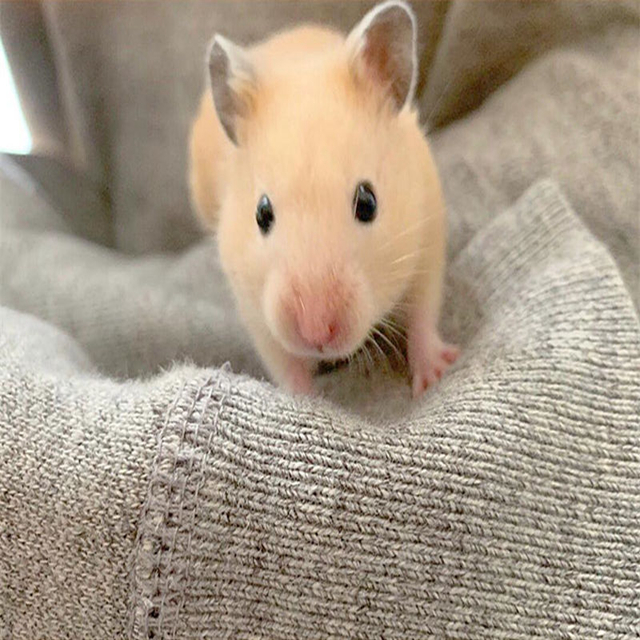 女生养仓鼠的5大原因，作为男生，您知道吗？