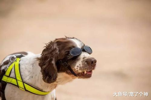 牢记八点让狗狗更长寿，陪伴可以更久一点