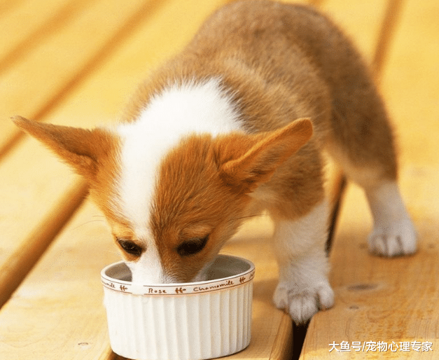 辟谣! 猫狗不能吃盐? 其实吃多了吃少了都会出问题