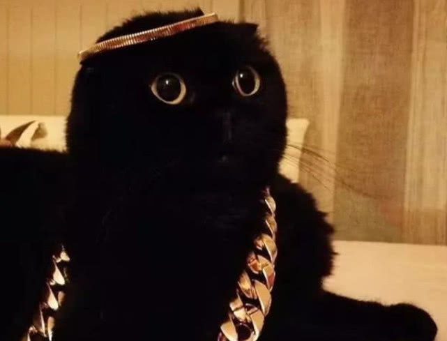 主人抱怨自家猫咪太黑，网友却不信，看到四连拍瞬间沉默