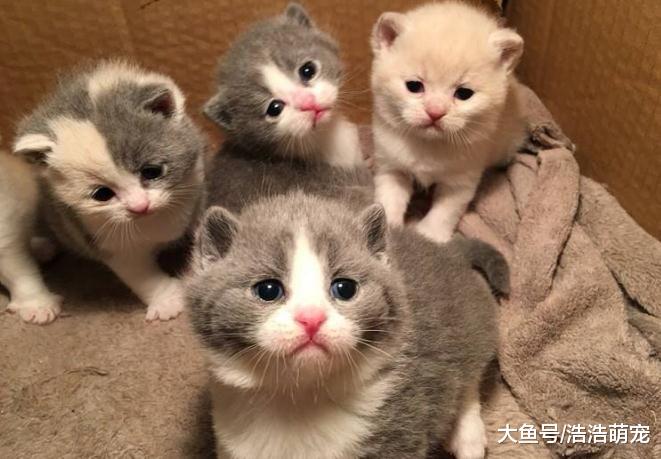 只有橘猫会把自己吃的很胖？看完这5种猫后，网友：胖的不止是你