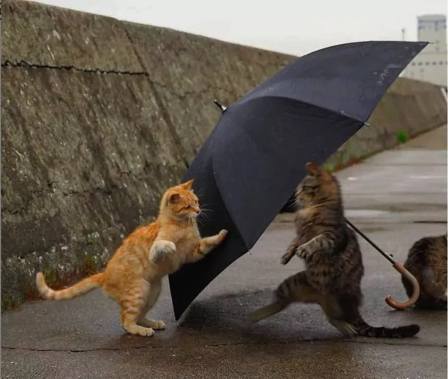 他拍摄的流浪猫，个个儿都生龙活虎，快活得让家喵羡慕……