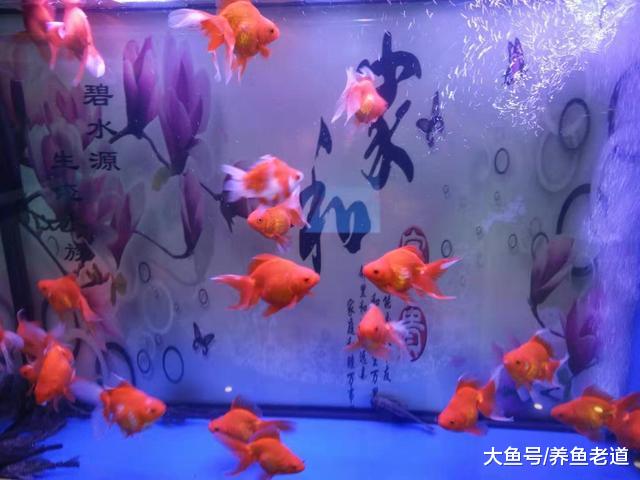 鱼缸加入滤材就会有细微颗粒，而且缸壁也不清晰，原因在哪里？