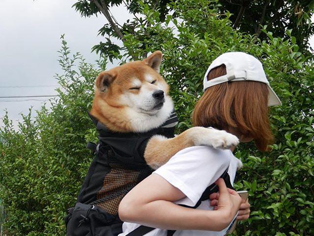 女孩从小背着狗狗出门，长到40斤后依然坚持，直到狗狗离世才放下