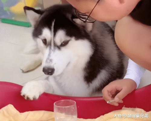 主人在喂未满月小猫喝奶，哈士奇却安静守候，结局让人笑喷