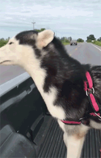 二哈第一次坐车出门超级兴奋，结果乐极生悲了！