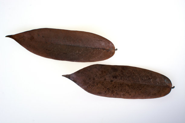 龙利鱼属鲽形目