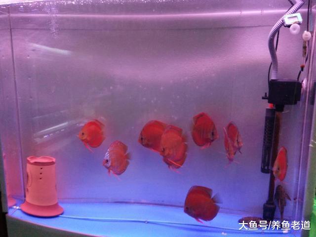 不是說我們整天守在魚缸前就能觀察出魚病的，這里邊有個訣竅！