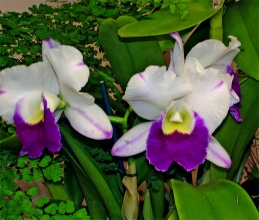 兰花花期管理方法有哪些，这里知道来看看吧