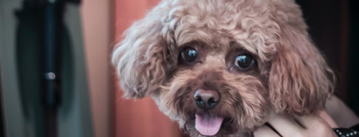 辟谣：剩饭剩菜给狗狗吃也能养的很健康？