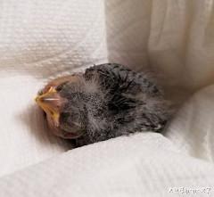 女司机正准备拒载一群醉汉，当看到其手上的东西后打开了车门……