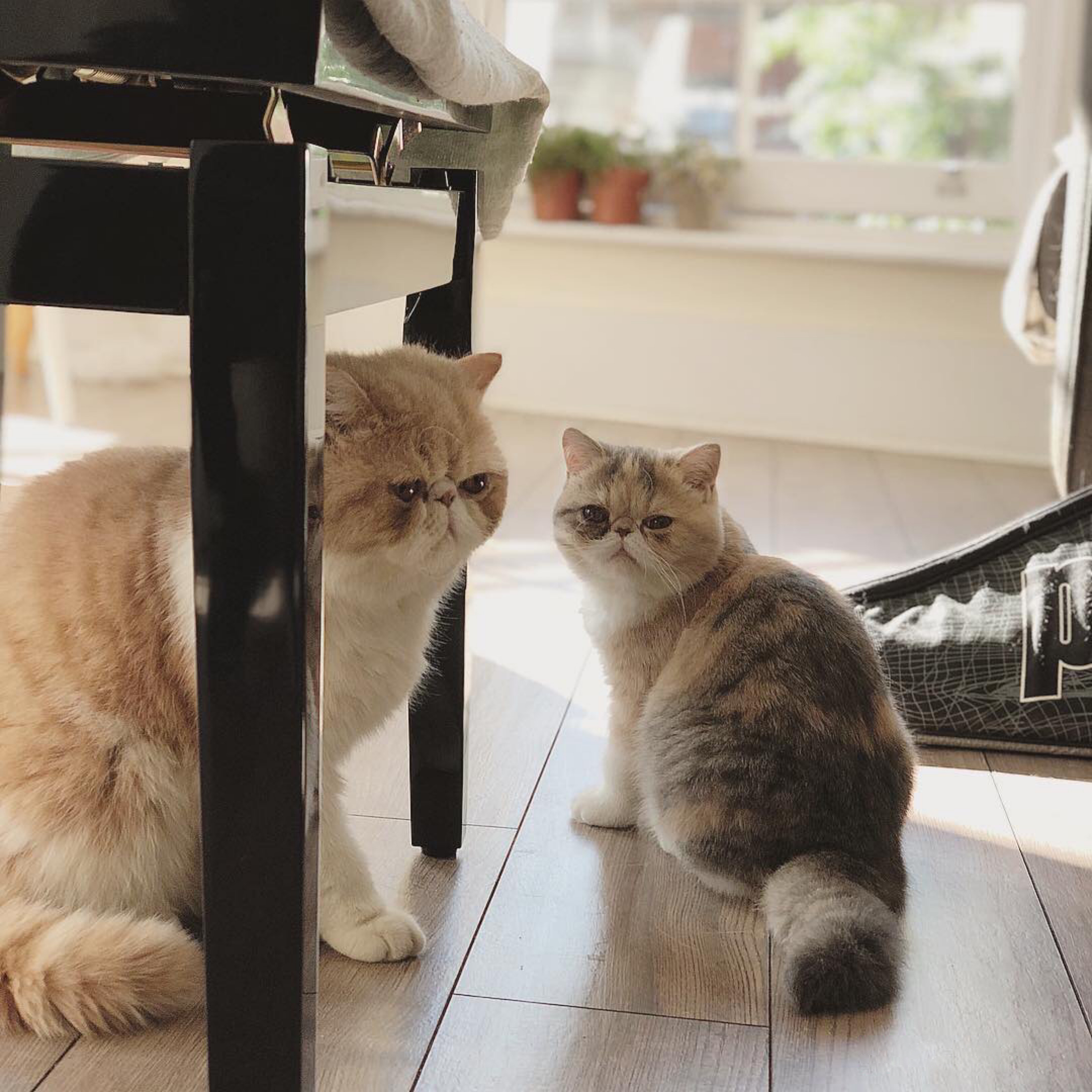 网友说她每天都是被加菲猫这样叫醒的！太暖心了，养猫就养加菲猫