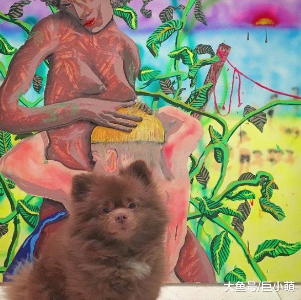 狗狗曾因品相不好被弃养，长大超像帕丁顿熊，可爱到人人喜欢