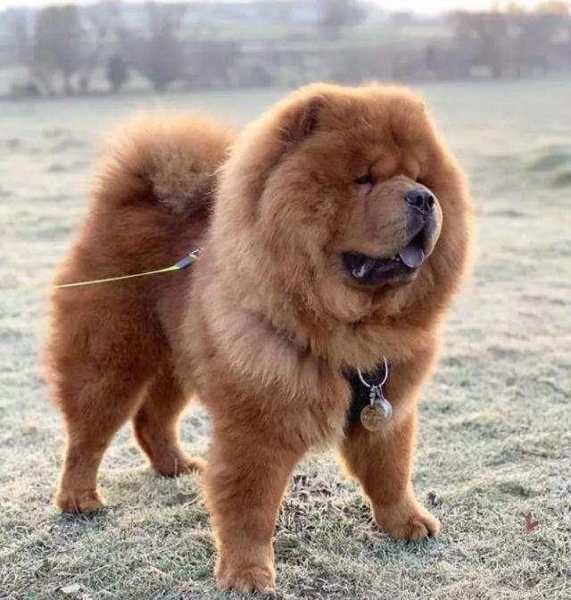 4种能和冬天抗衡的狗狗，第1种很“抗揍”，第3种却败给了夏天