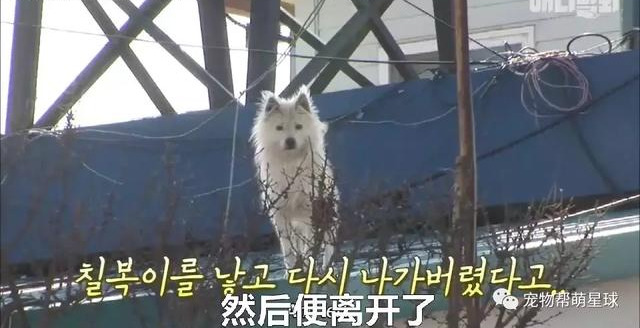 狗狗常年生活在屋顶，从不敢下来！因为在它眼里楼梯是一条不归路